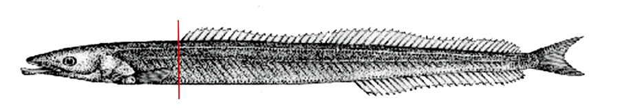 Gymnammodytes semisquamatus_01.jpg